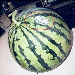 潍坊吃瓜网红有哪些,潍坊网红吃瓜达人盘点